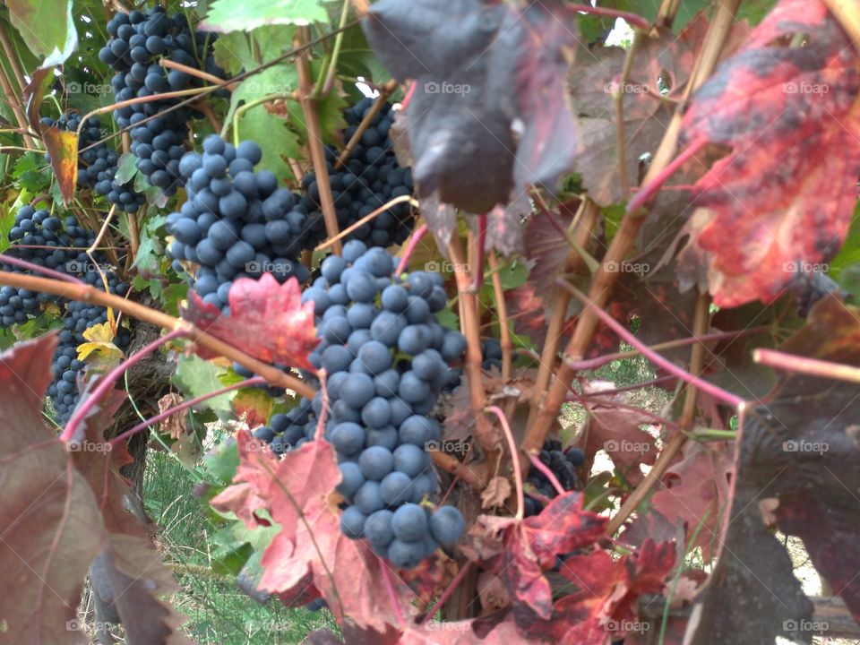 Uvas negras en el viñedo