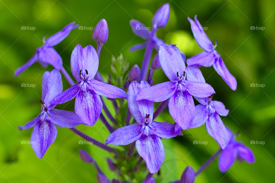 Vibrant flowers