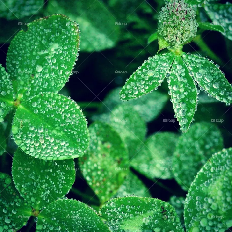 leaf