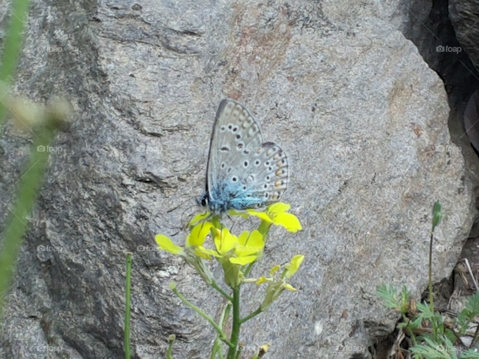 a butterfly on a flower