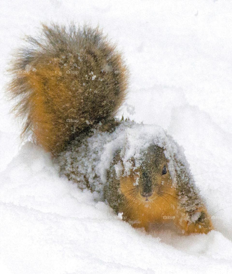 Squirrel covered with snow