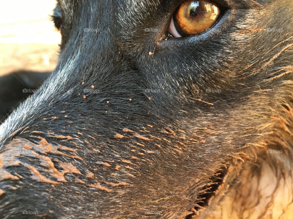 Border collie sheepdog closeup of chocolate brown eye side view 