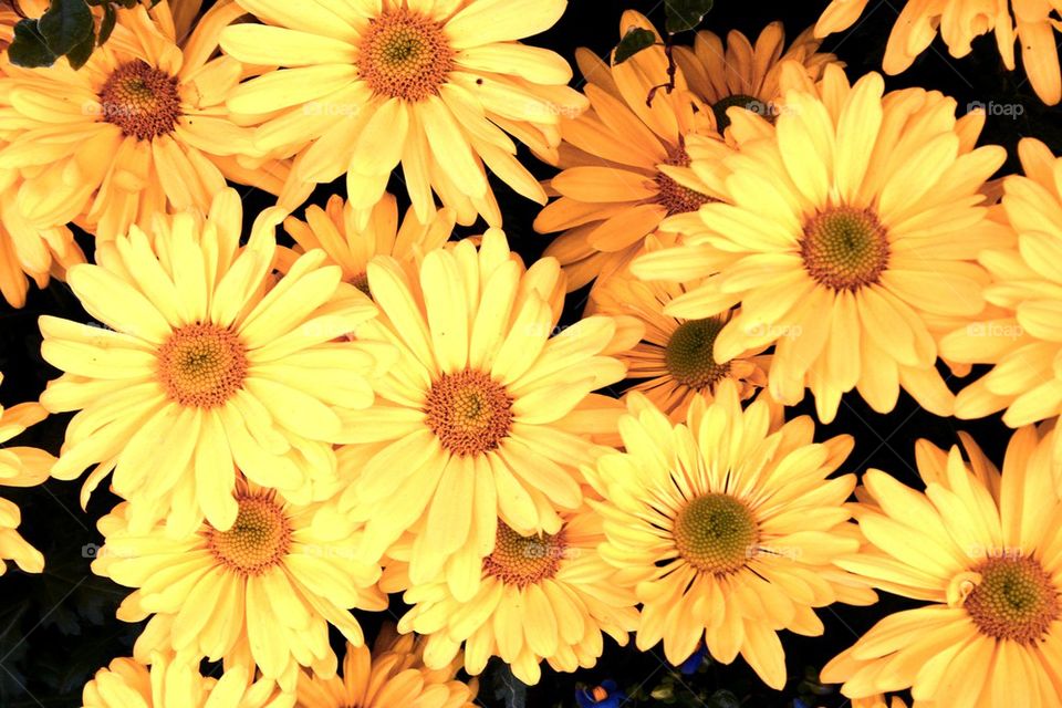 yellow malaysian mums flowers