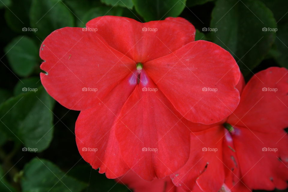 Red Impatiens 