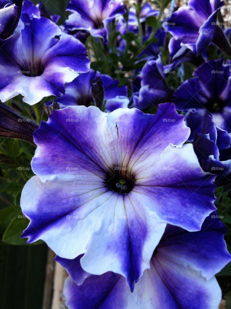 Petunia blue bloom