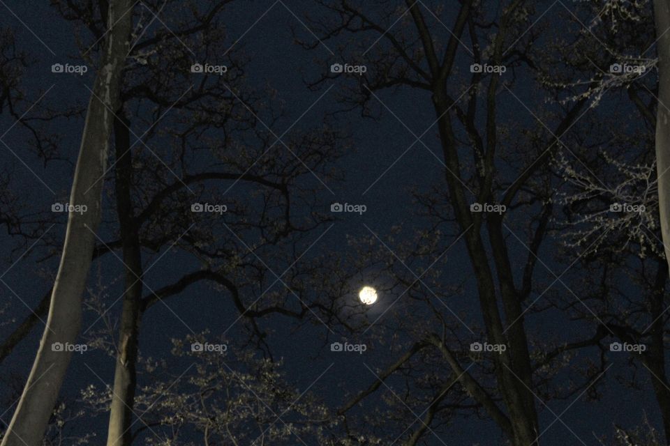 Full moon among the trees, April evening 