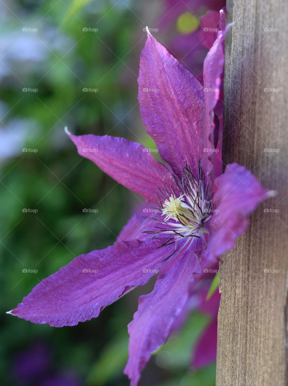 Purple clematis 