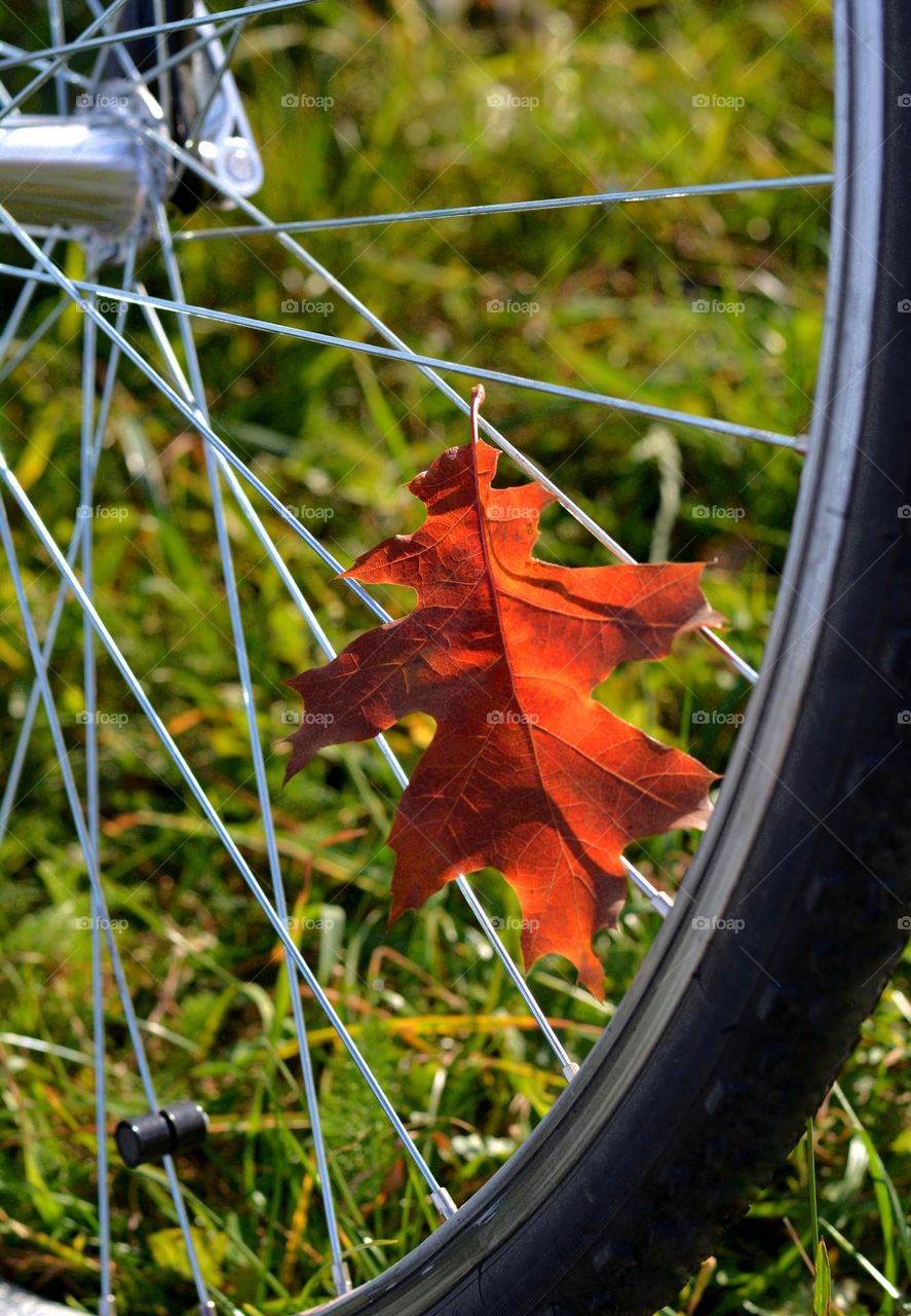 red autumn leaf on a bike while autumn time