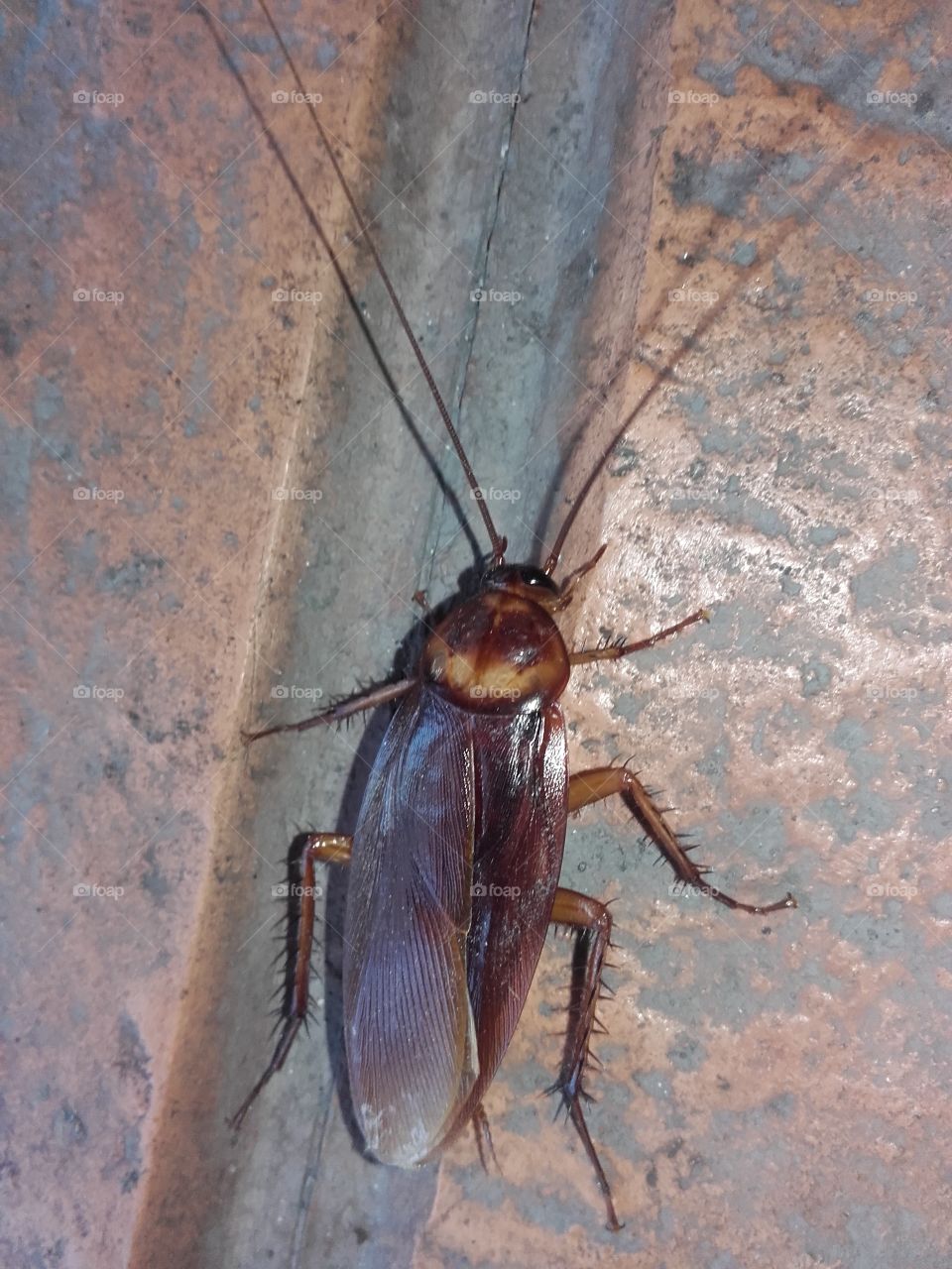 Cockroach