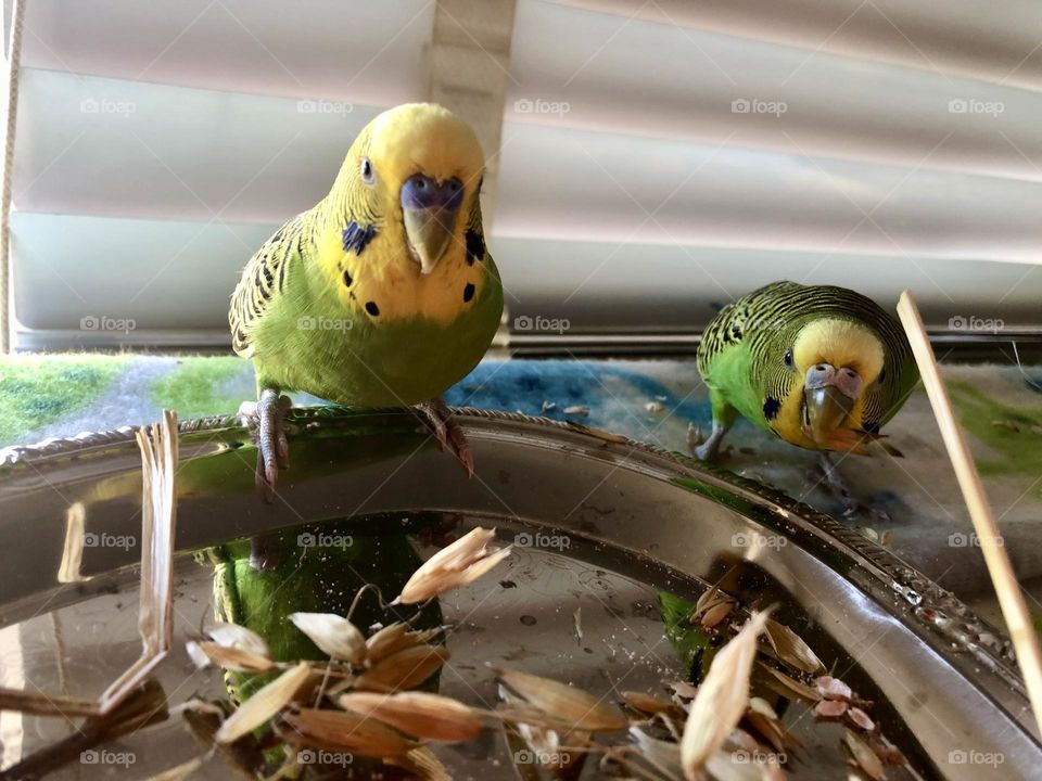 Kiwi and Coco  loves oats seeds 