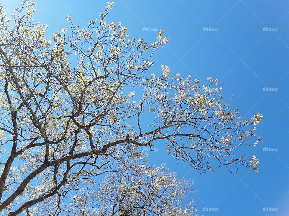 Tree tops sprouting in Texas