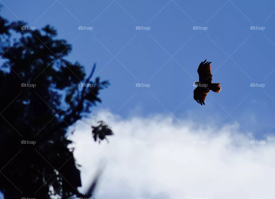 Sea Eagle