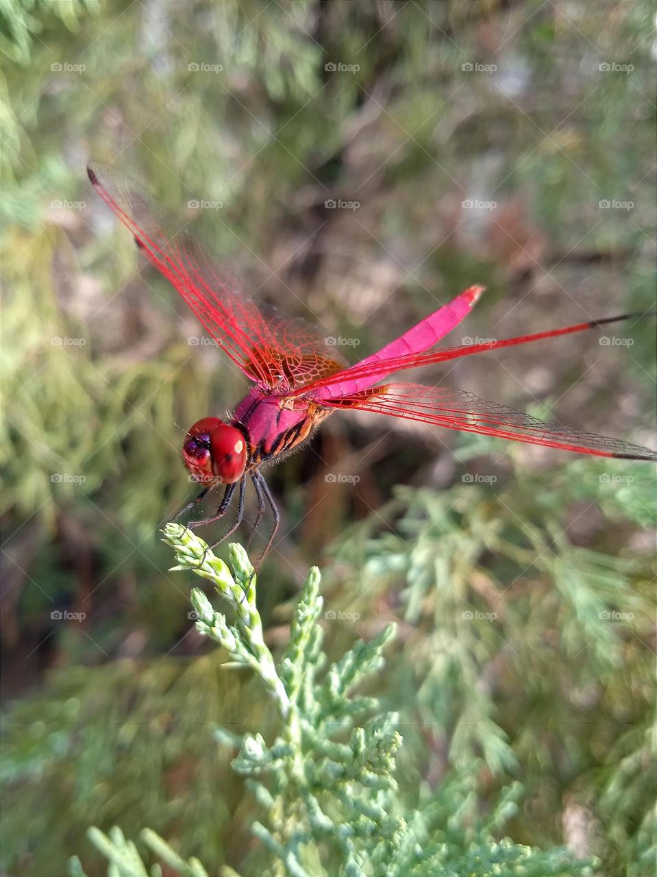 Red dragonfly on the tree.
