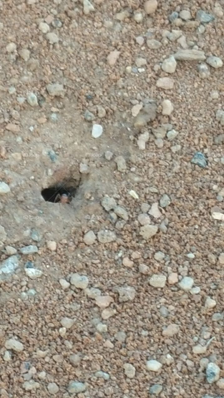 ant hole. just saw a bunch of ants running around going in and out