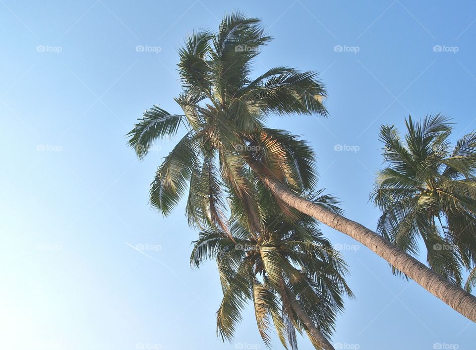 View of coconut palm trees