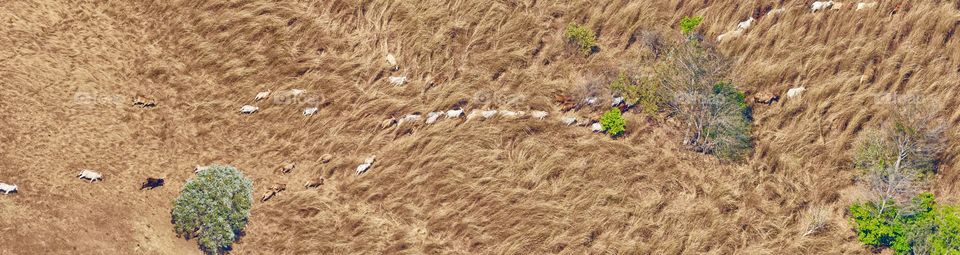 Panorama of Brahman cattle running through the scrub