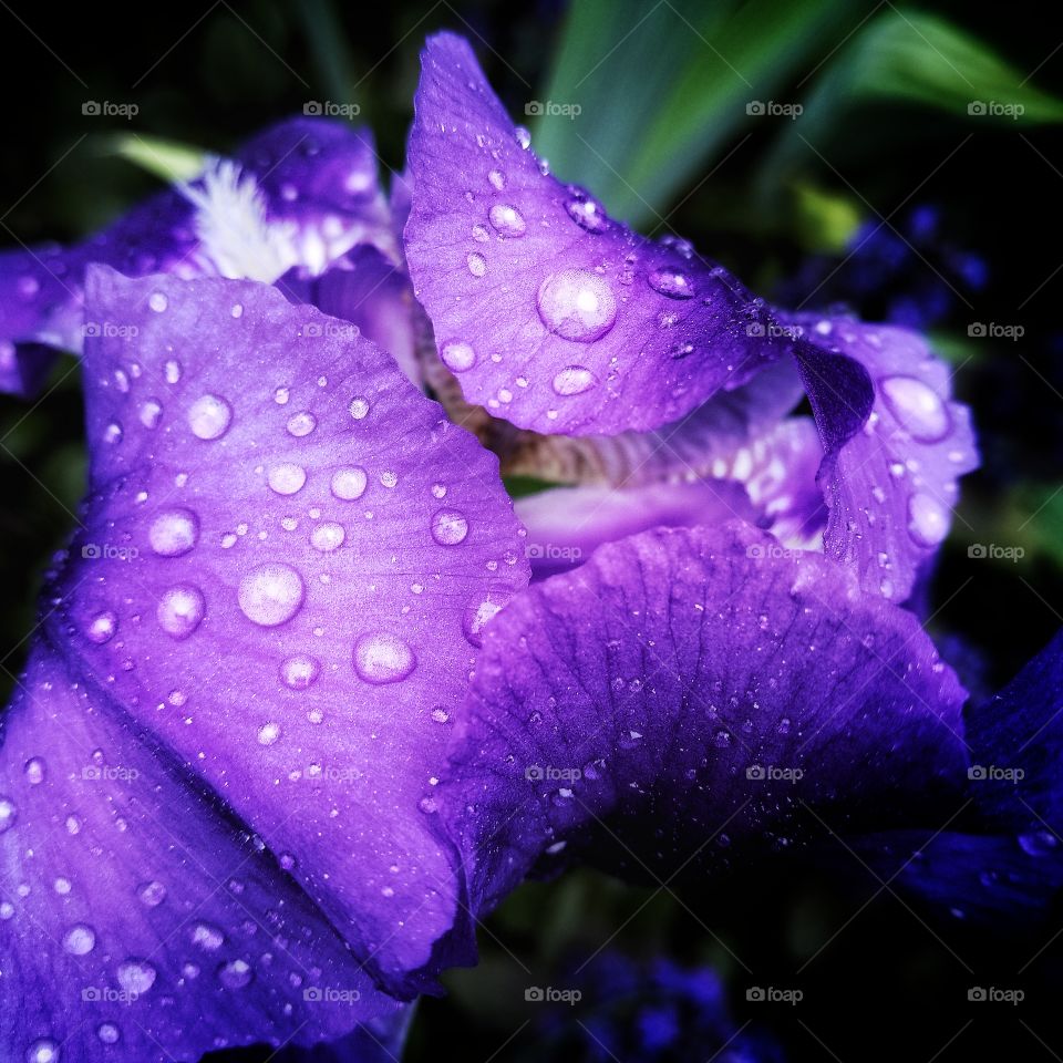 Day no people outdoors iris Flow Drops water leaf color purple