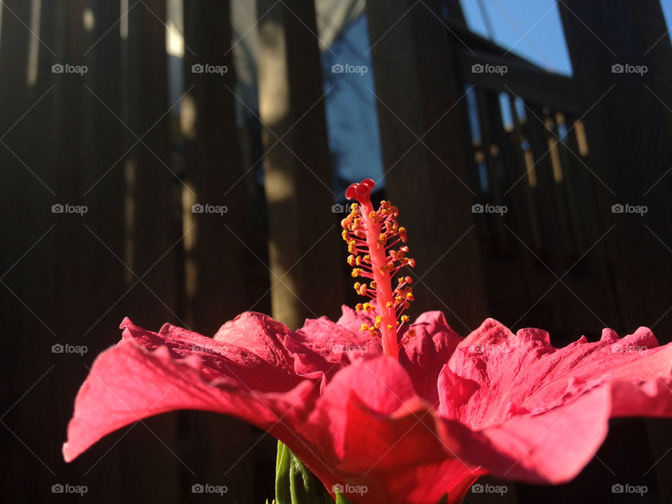 pink flower sunlight perspective by thepreissisright