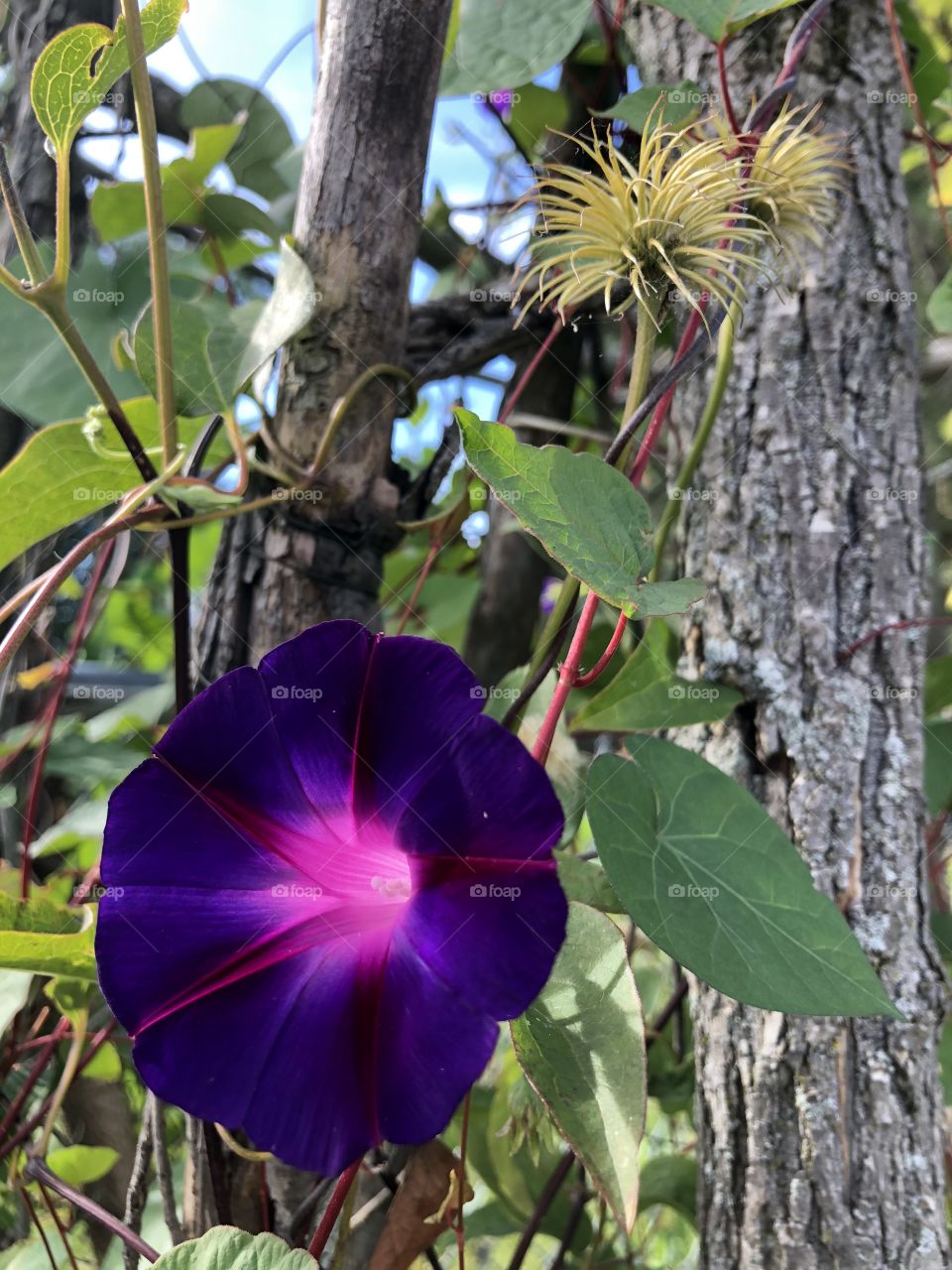 Morning Glory Bloom