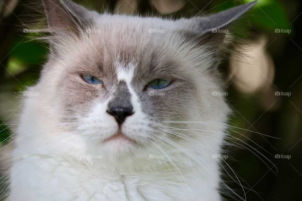 Sleepy ragdoll tabby cat headshot closeup 