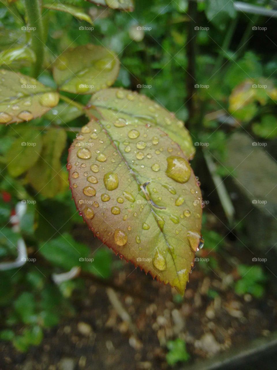 Rose leaves wet after a short summer rain. Photographed in a garden in São Paulo, Brazil.