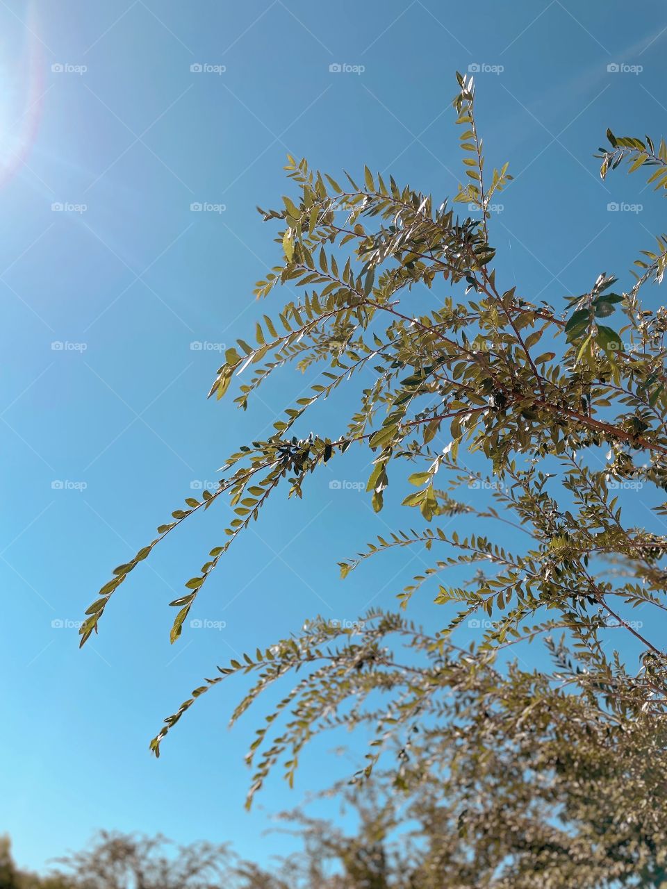 I was drawn to this branch with the blue sky surrounding us and the desert sun shining down. 