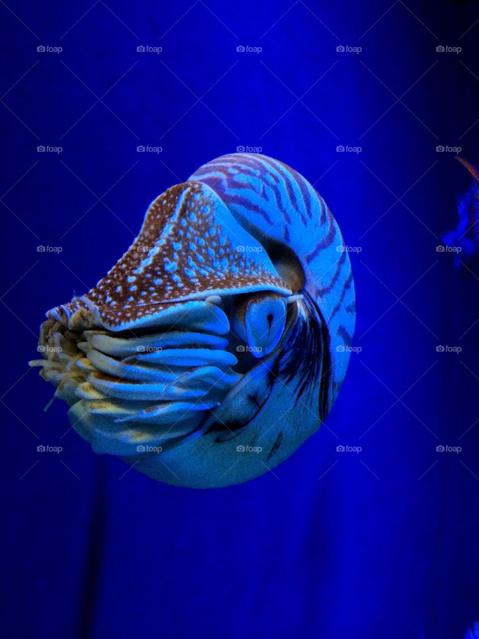 Nautilus 