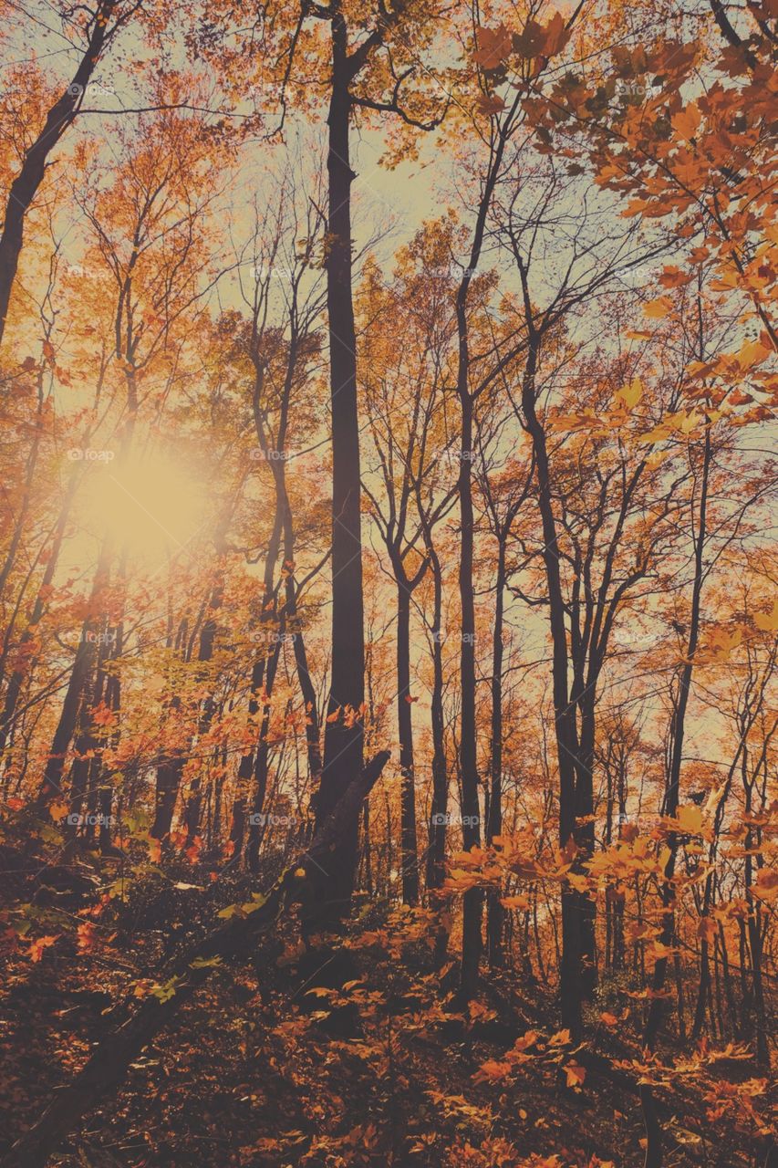 Sunshine In An Autumn Forest, Forest Of Yellow, Trees In The Forest, Landscape Of The Forest, Color Landscape, Sun Shining Through The Trees, Leaves In The Forest, Hills In The Forest 