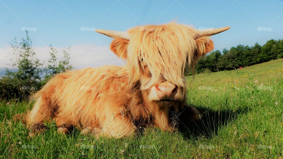 Scotland cow, Sutton Québec 