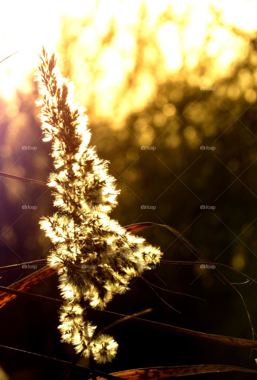 plant in the sunset