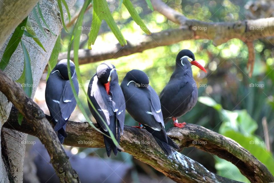 Bird meeting. Group of exotic birds