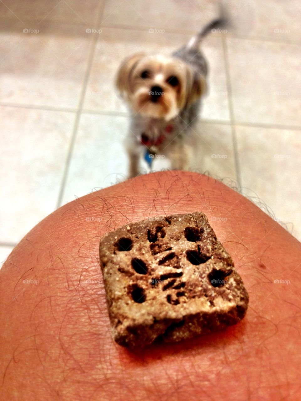 Dog waiting for treat