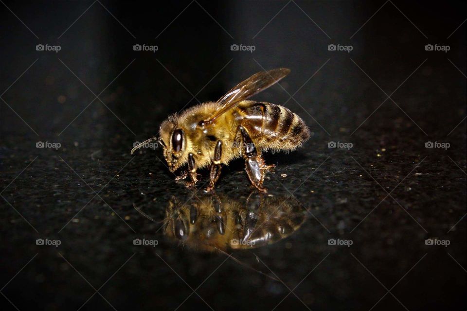 Doble bee 