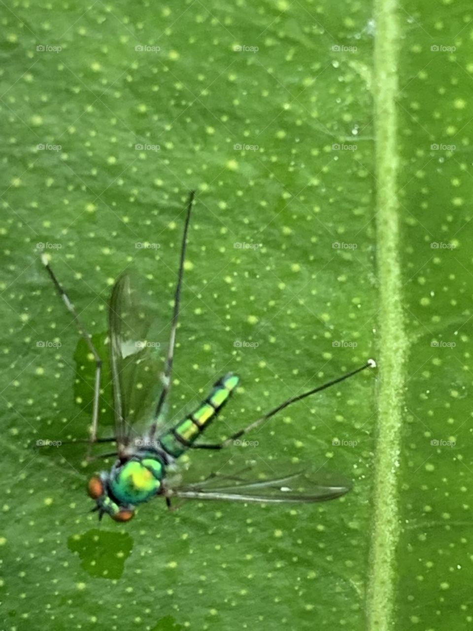 Your Best Macro shot , Countryside (Thailand)