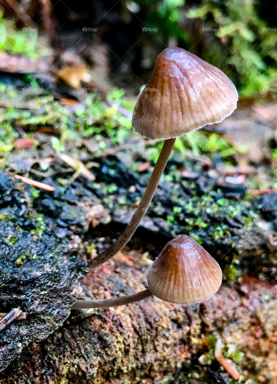 Timid Mushrooms