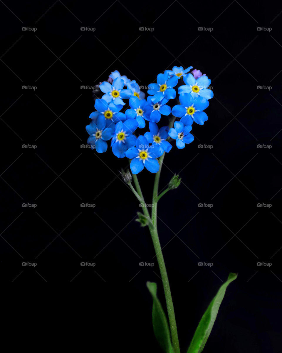 Blue heart-shaped forget-me-nots on a black background