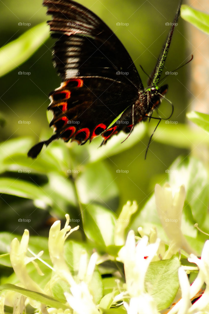 Let's flying .Beautiful images of butterfly.flying butterfly .Photography of butterfly