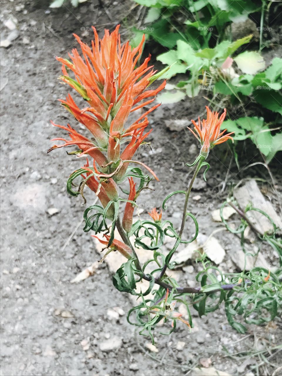 Rocky Mountain flower