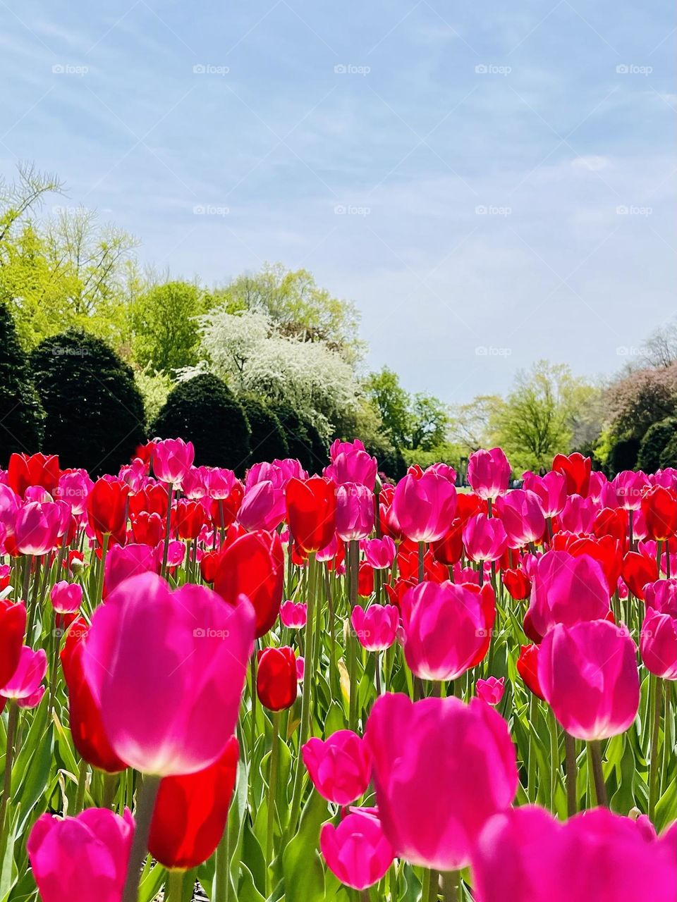 Rows of vibrant pretty red tulips against the backdrop of sunny skies and lush trees. 