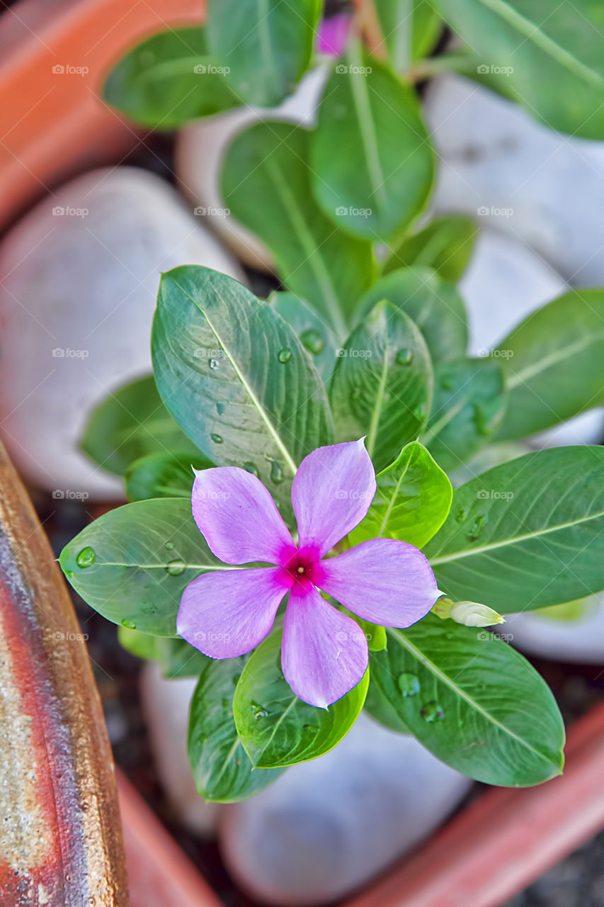 High angle view of flowering plant