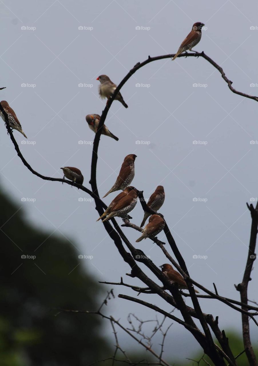 Munia's group which member of scally breasted and timor zebra finch. Scally breasted is more dominant than zebra finch. Timor zebra finch is found for a pair (male & female). They're perching to the long day at dryng bush.