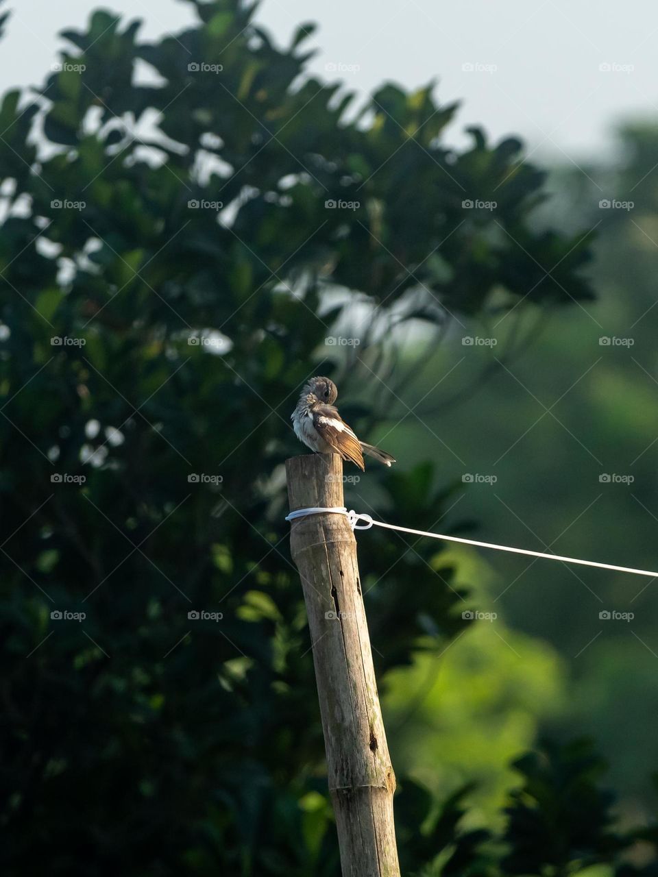 Cute Little Bird