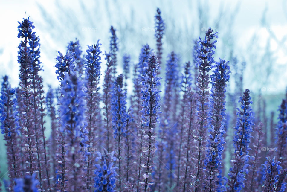 Garden flowers