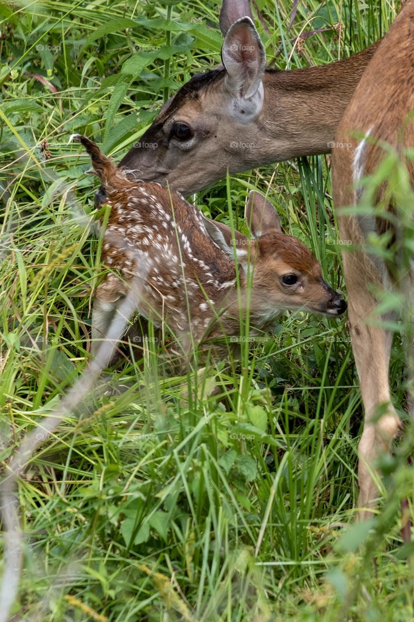 Foap, Wild Animals of the United States: A mother whitetail doe grooms her fawn after it clambers out of a creek. Yates Mill County Park in Raleigh North Carolina.