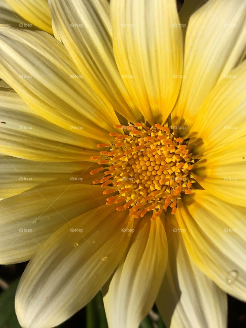 Close up of yellow flower with grey shadows