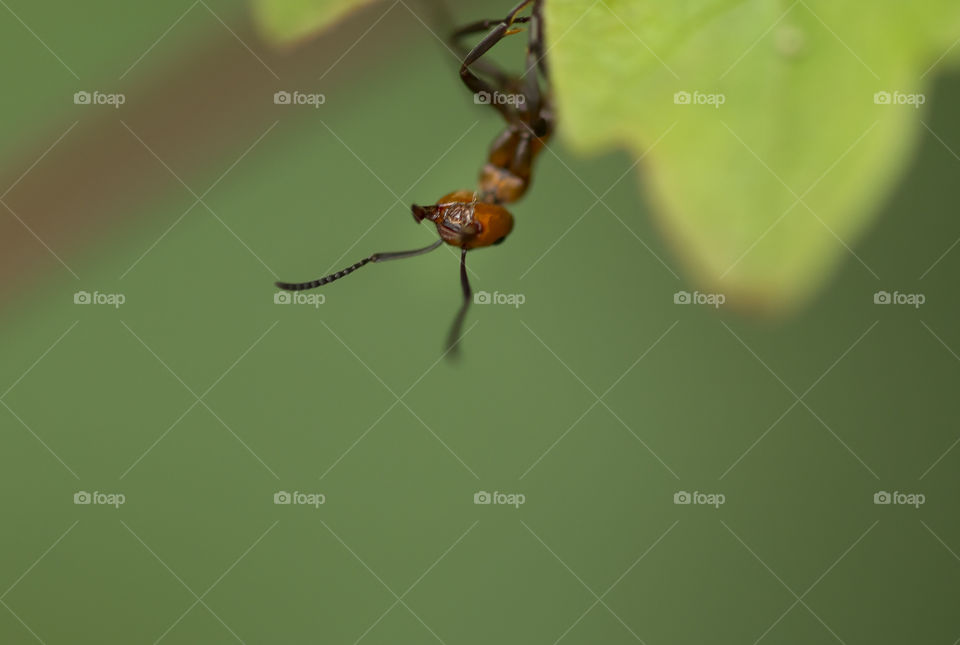 Ant peeks out from underneath a leave