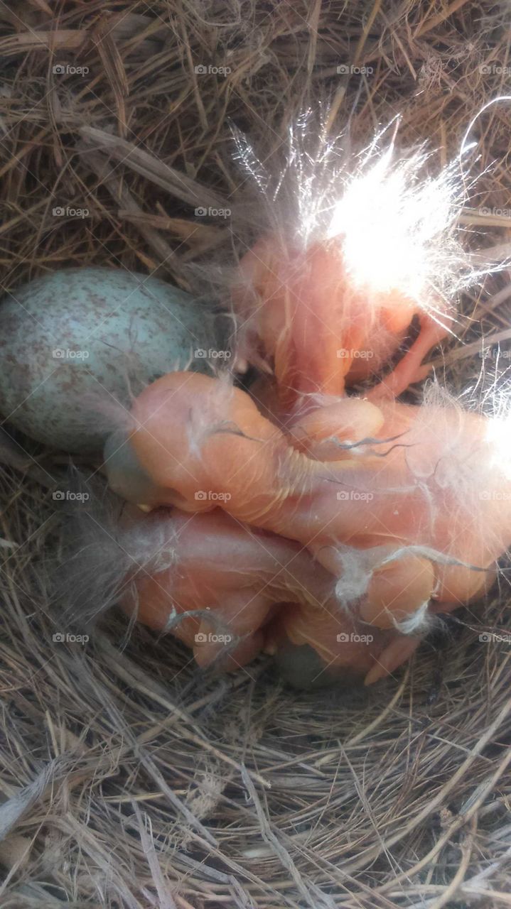 Eggs and birds