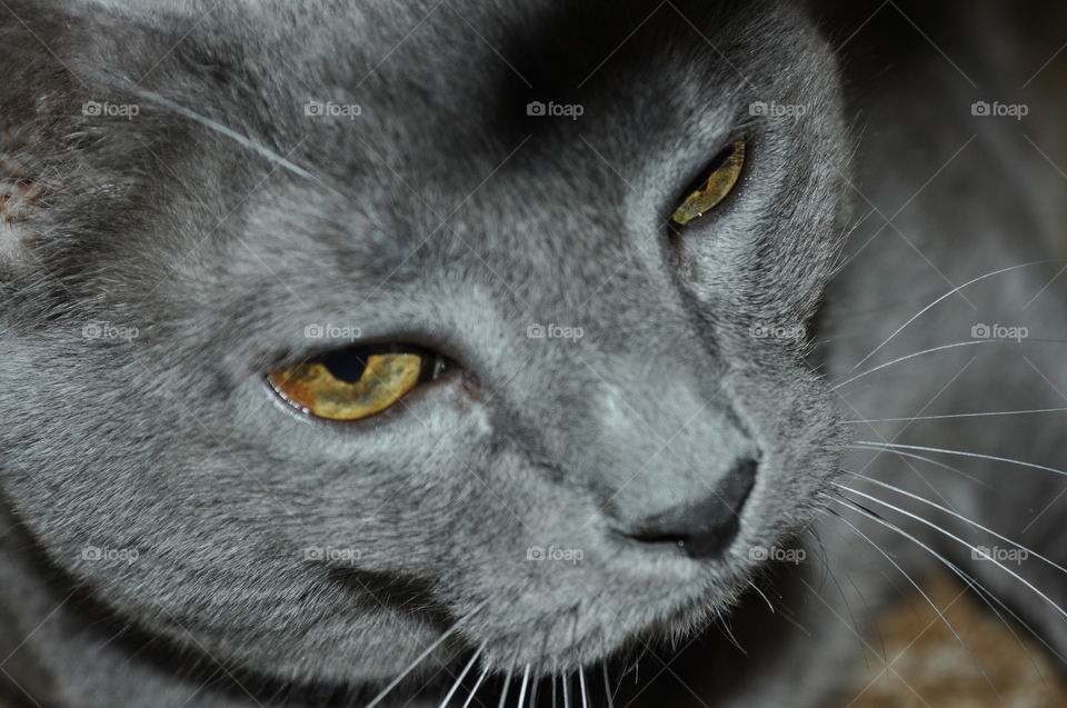 Russian blue