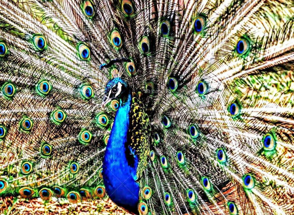 Peacock king before the wedding. Israel. RomatGan, 2000.