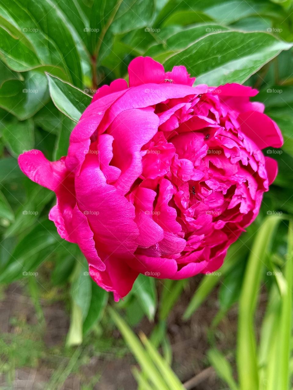 Bright crimson peony